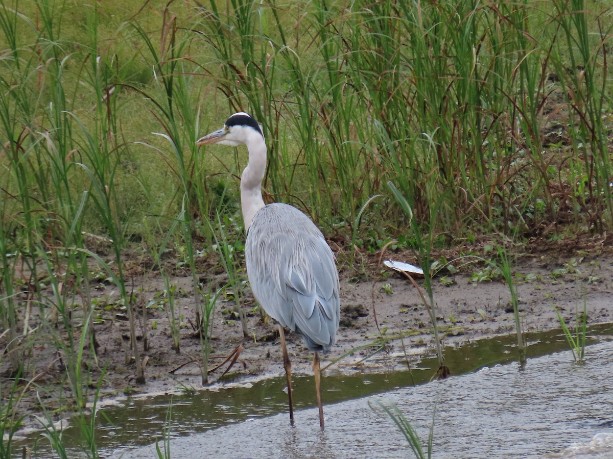 Gray Heron - ML642883055
