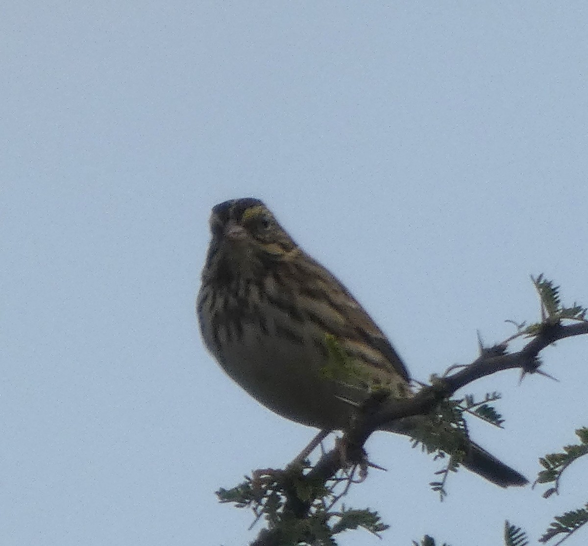 Savannah Sparrow - ML642883056