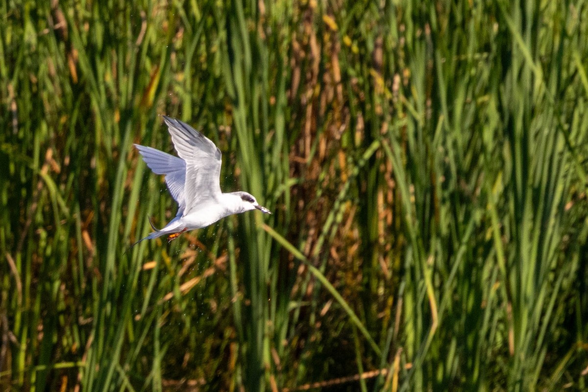 Forster's Tern - ML642883057