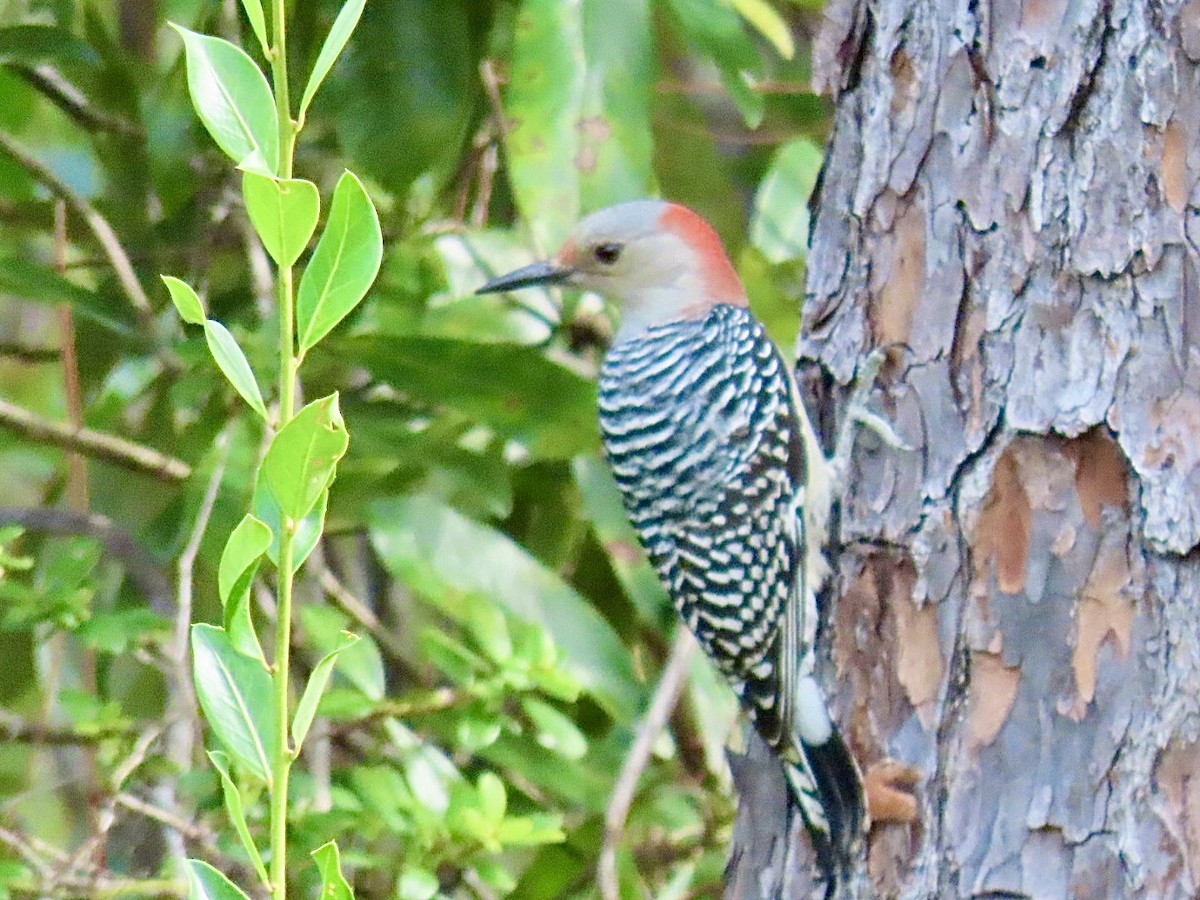 Red-bellied Woodpecker - ML642883058