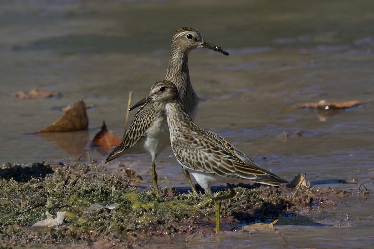 Pectoral Sandpiper - ML642883059