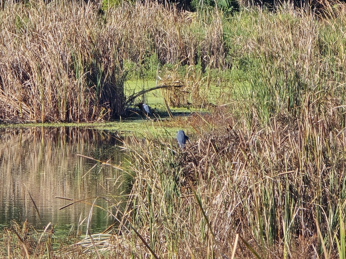 Little Blue Heron - ML642883060