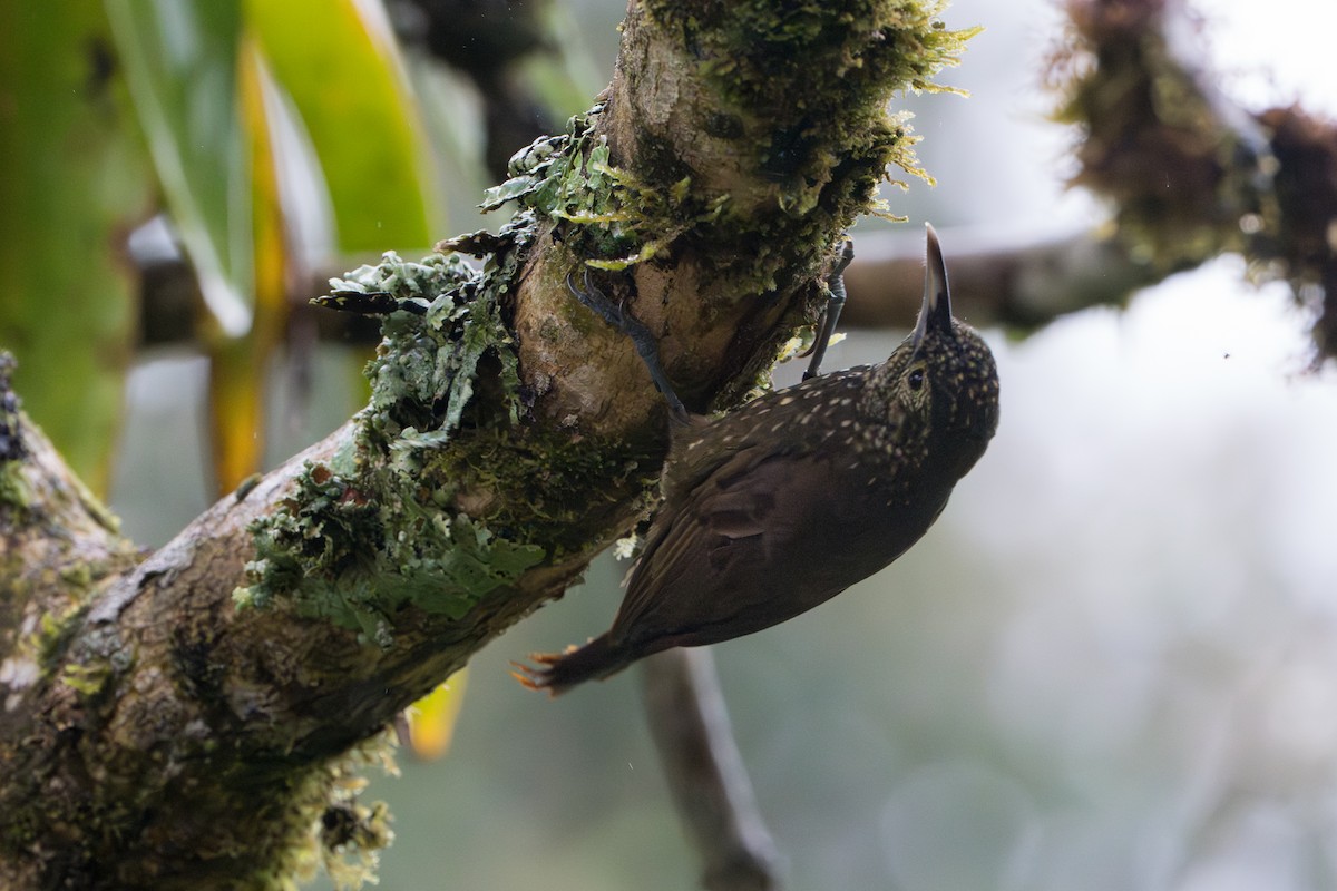 Olive-backed Woodcreeper - ML642883061