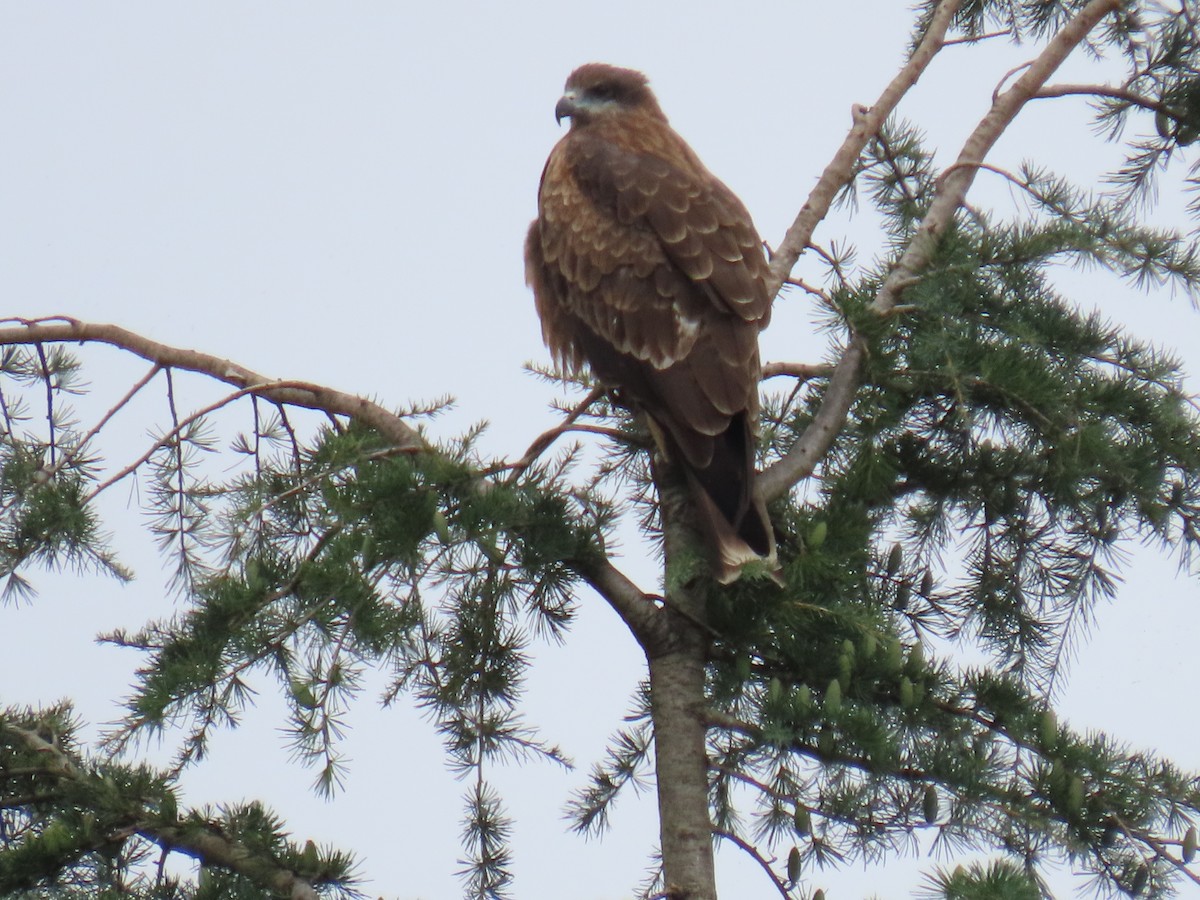Black Kite - ML642883063