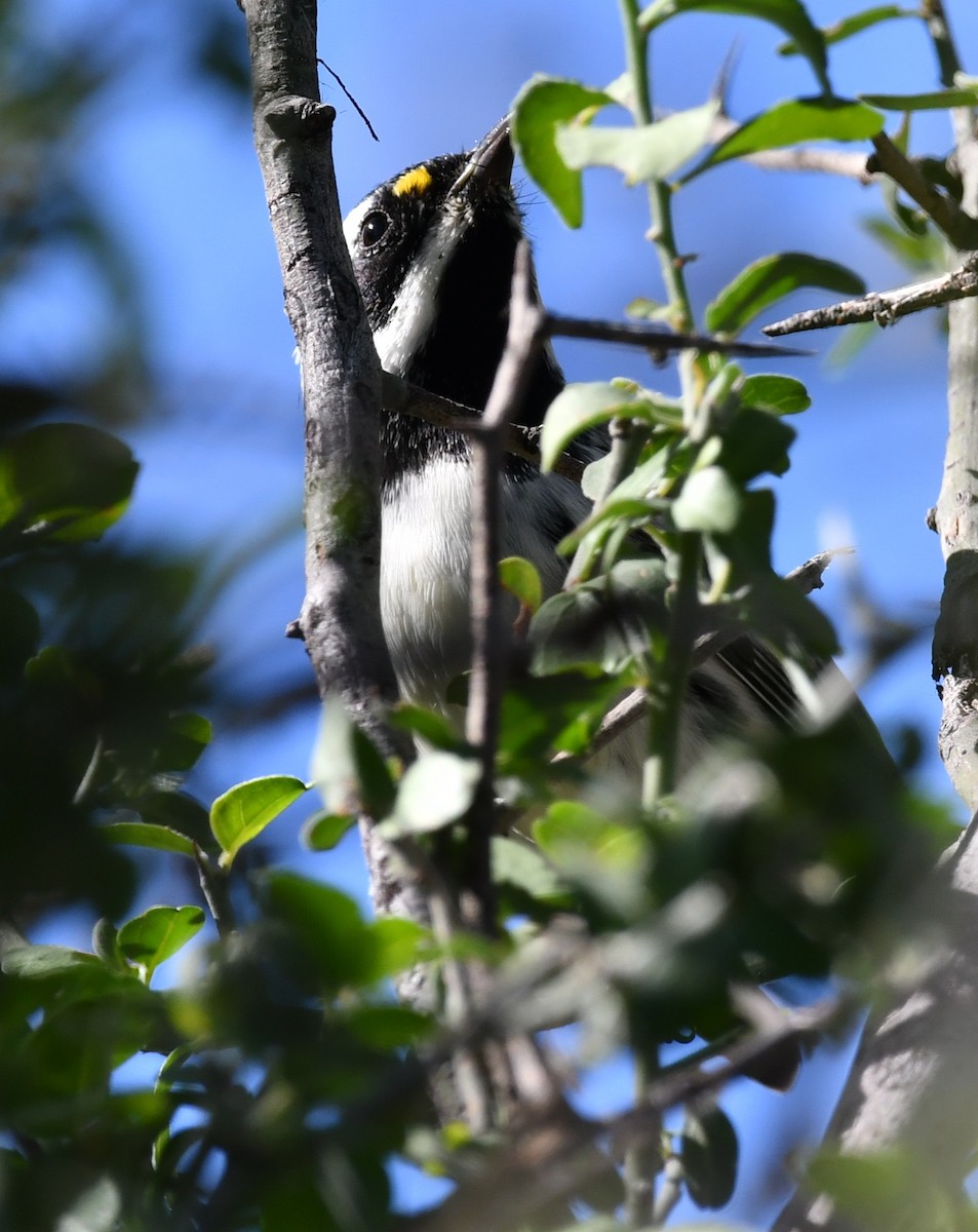 Black-throated Gray Warbler - ML642883064
