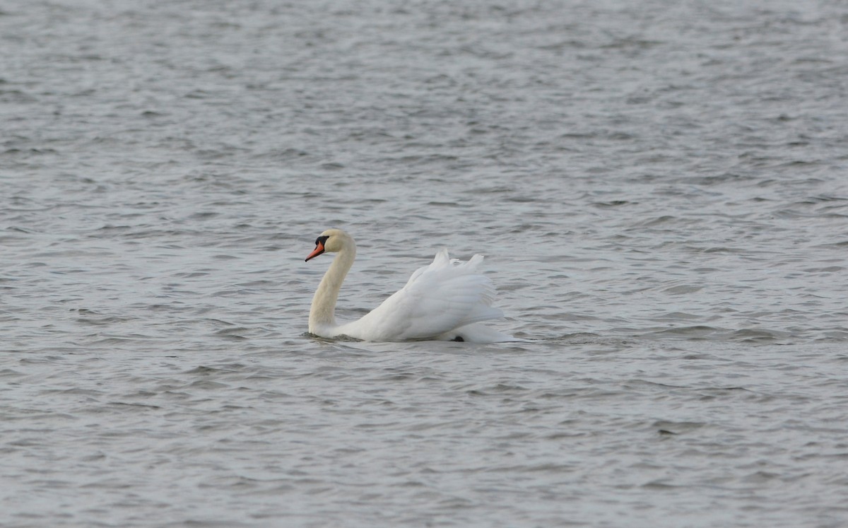 Mute Swan - ML642883066