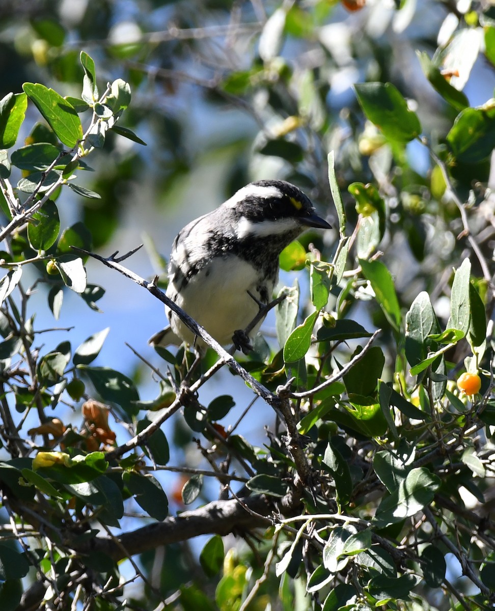 Black-throated Gray Warbler - ML642883067