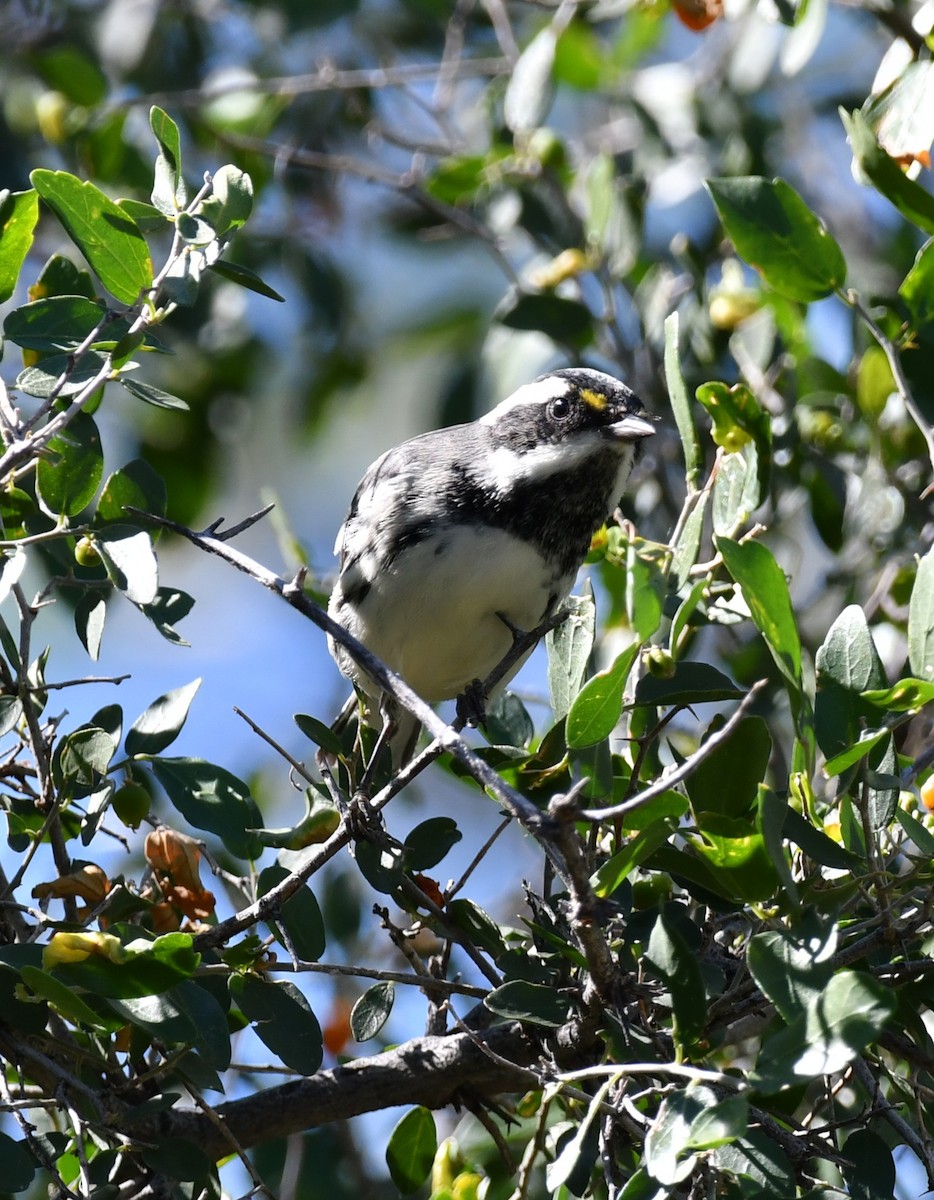 Black-throated Gray Warbler - ML642883068