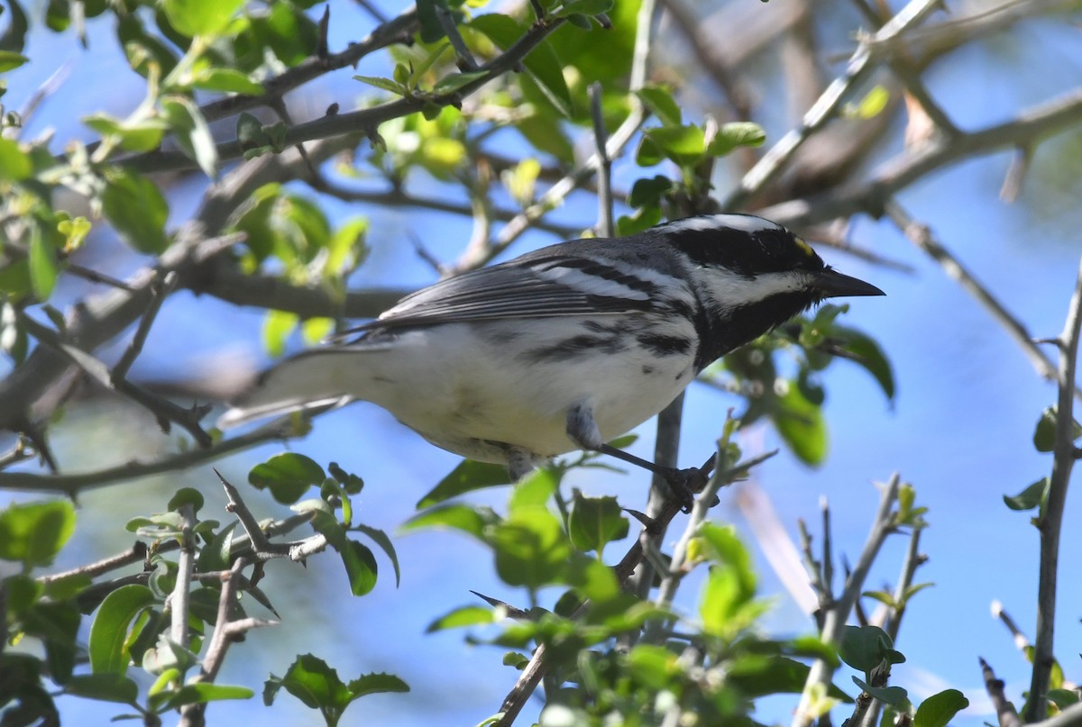 Black-throated Gray Warbler - ML642883069