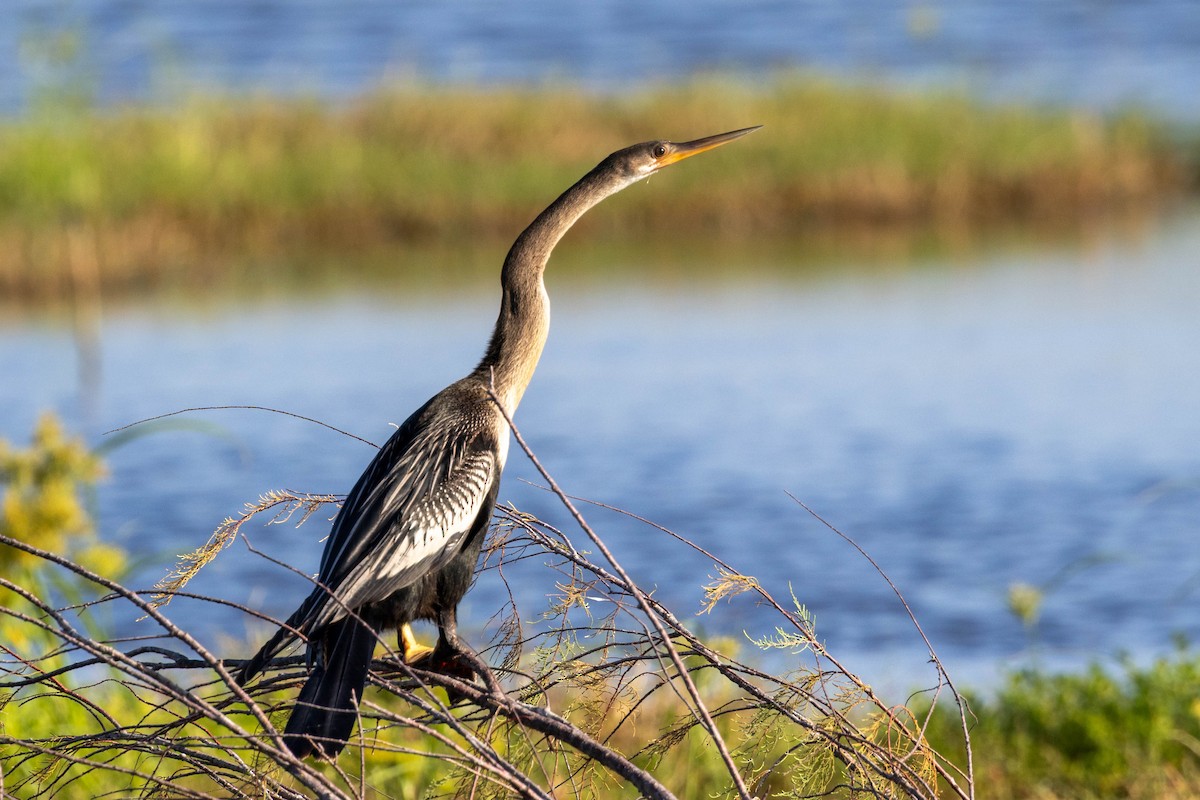 Anhinga - ML642883072