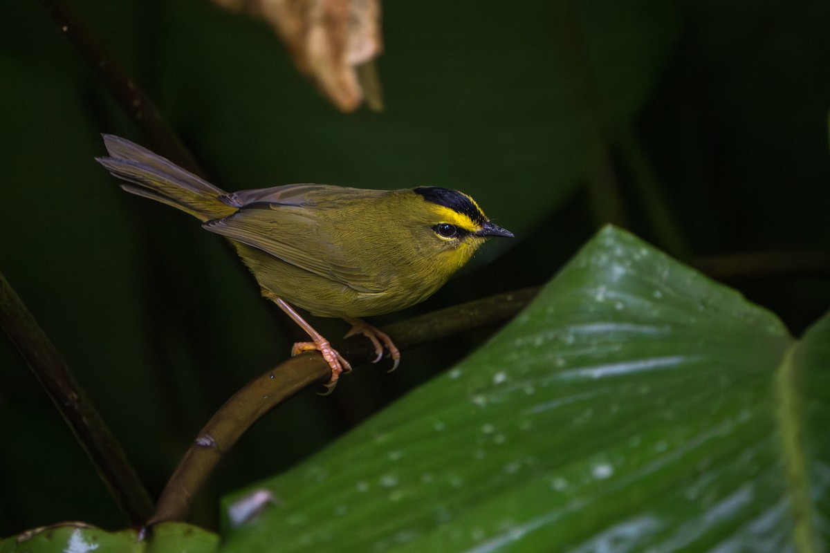 Black-crested Warbler - ML642883074