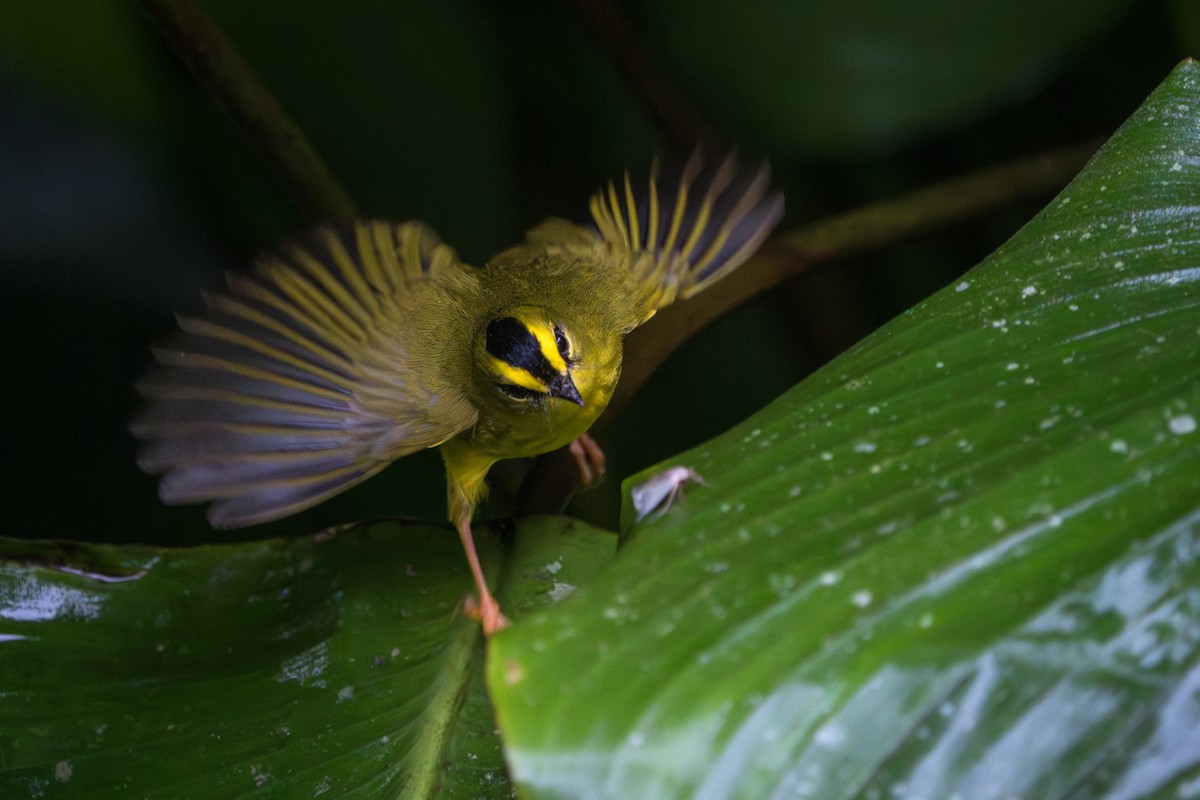 Black-crested Warbler - ML642883075