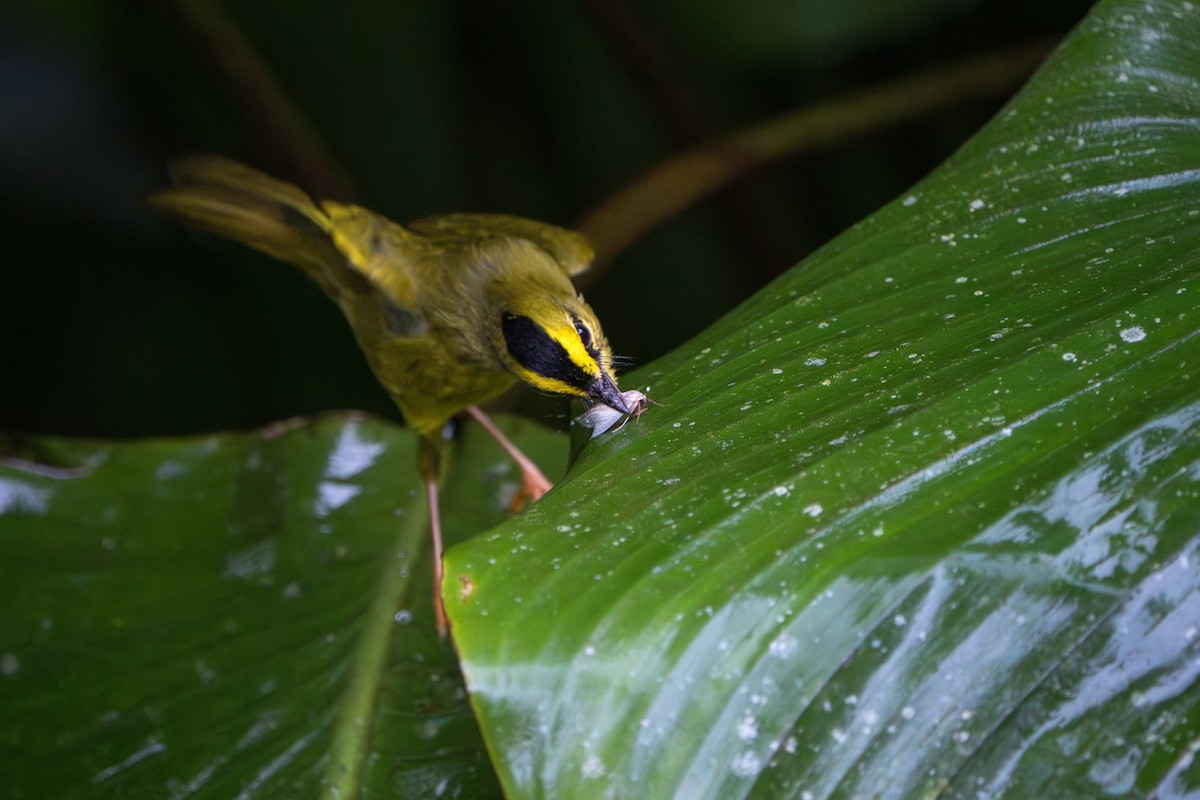 Black-crested Warbler - ML642883076
