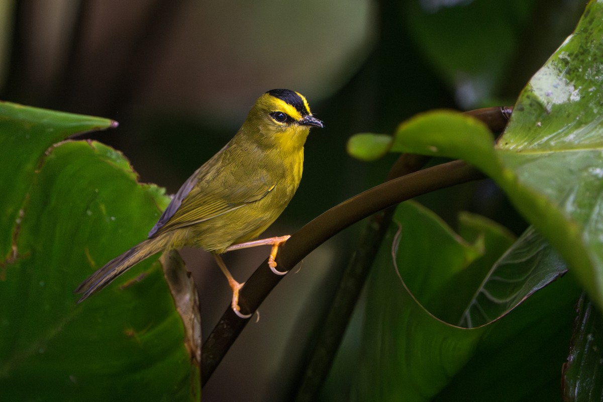 Black-crested Warbler - ML642883077