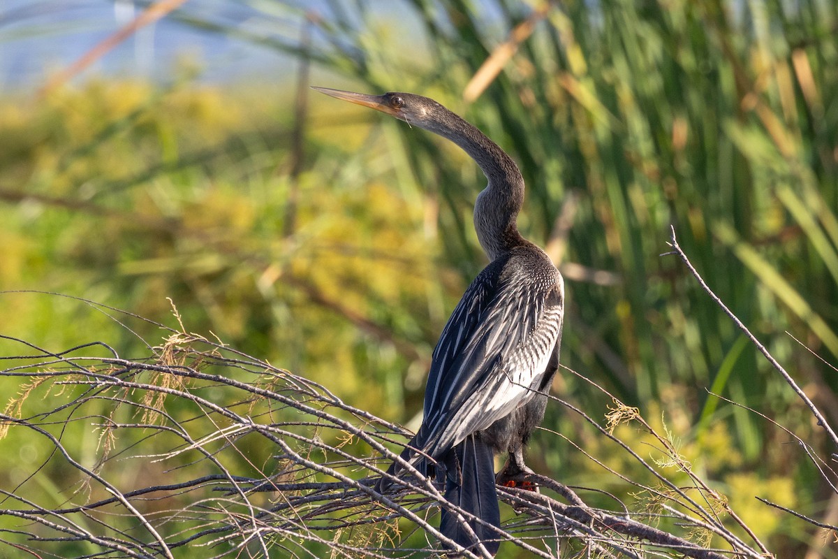Anhinga - ML642883078