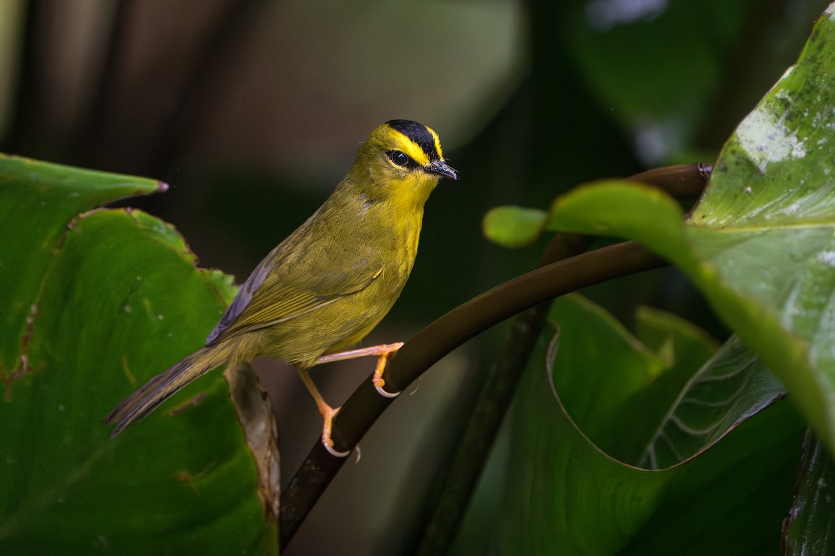 Black-crested Warbler - ML642883079
