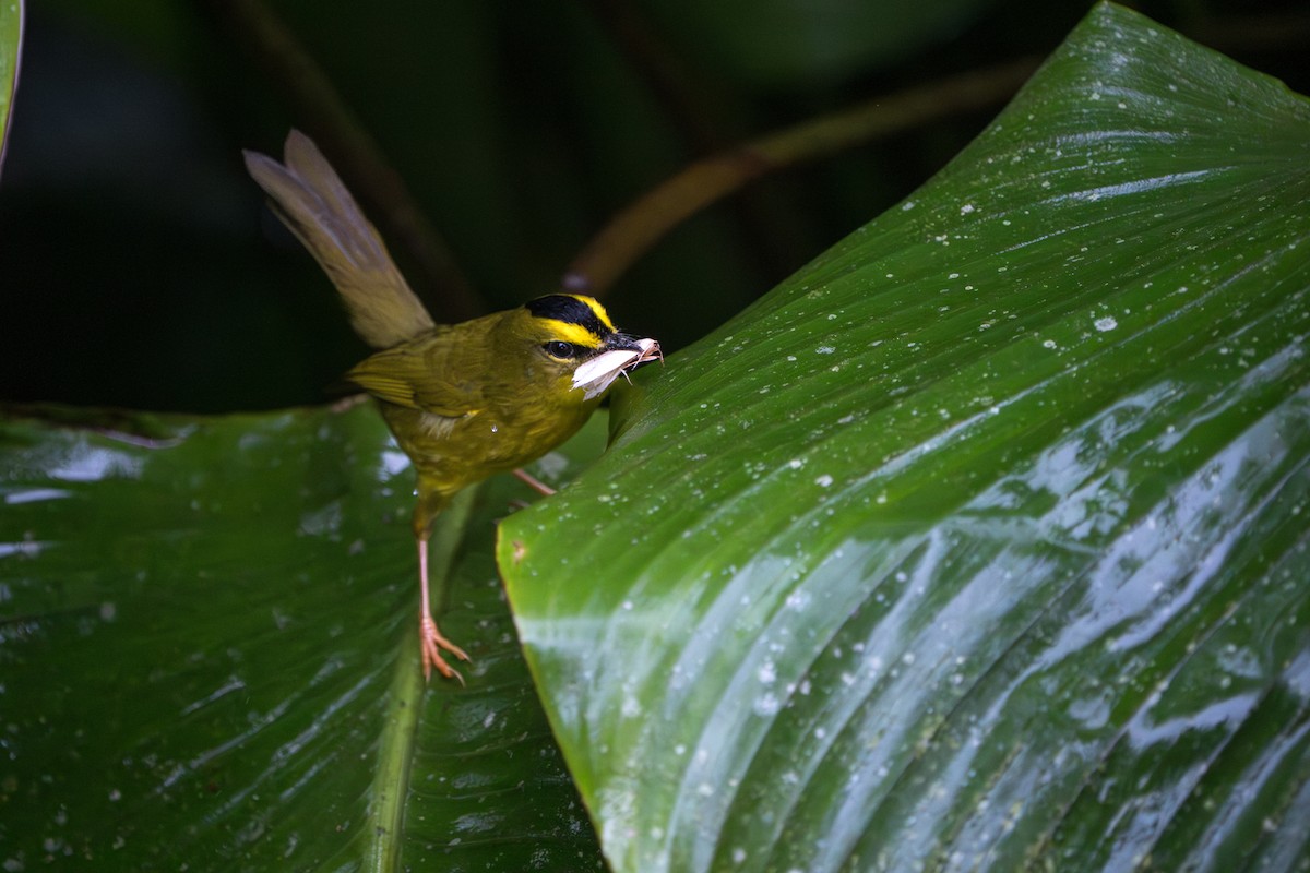 Black-crested Warbler - ML642883080