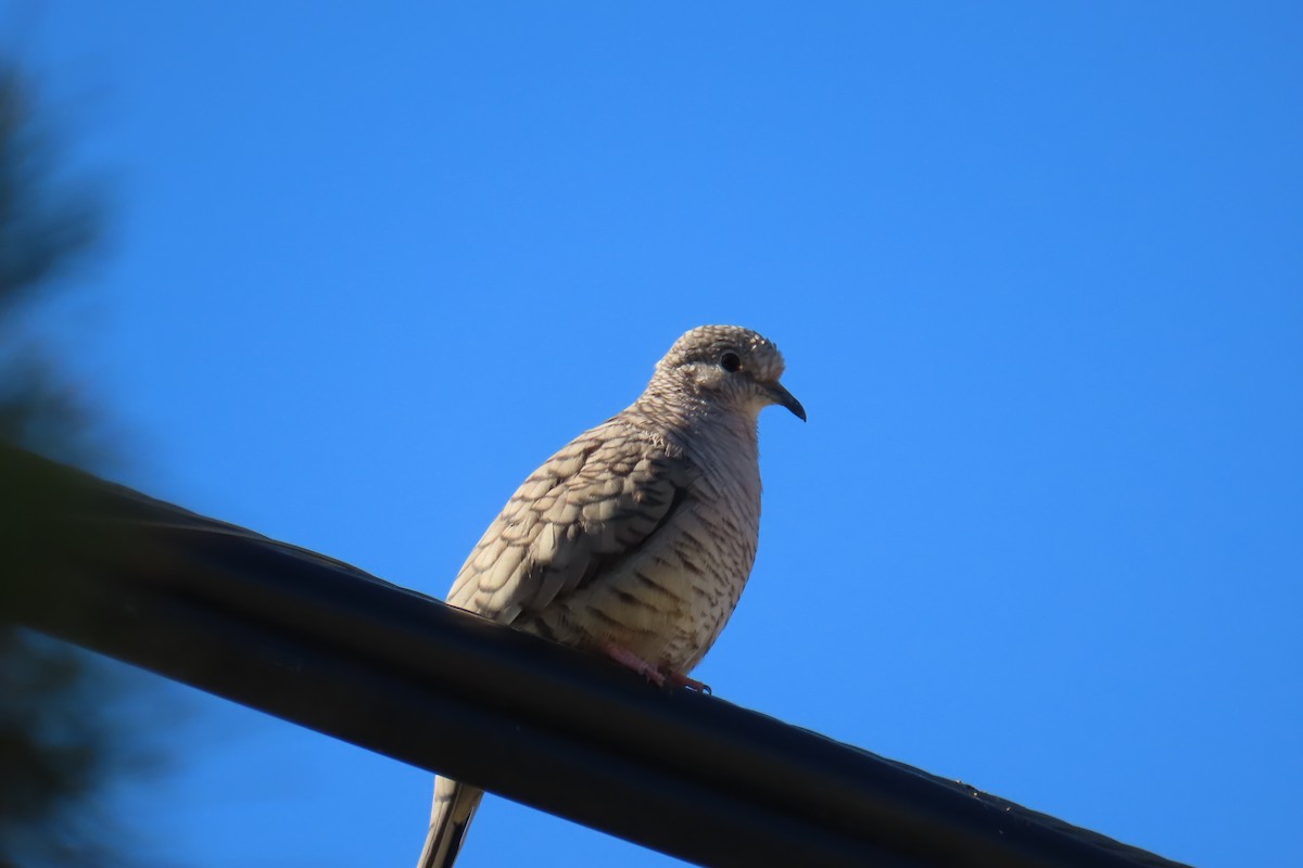 Inca Dove - ML642883083