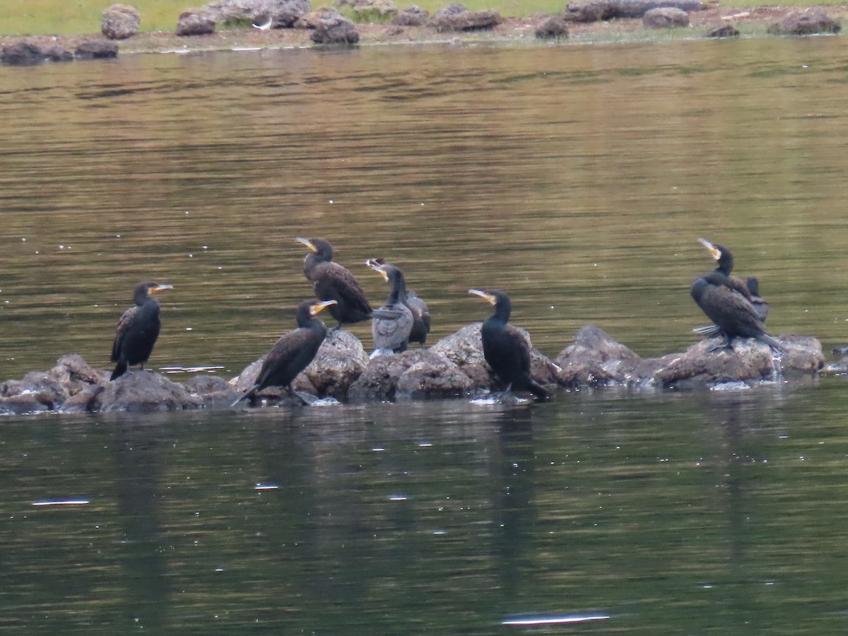 Great Cormorant - ML642883084
