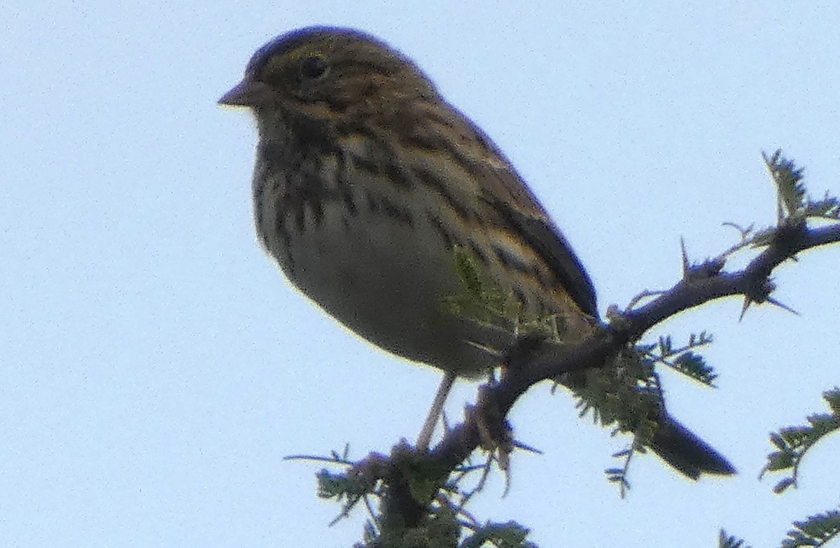 Savannah Sparrow - ML642883085