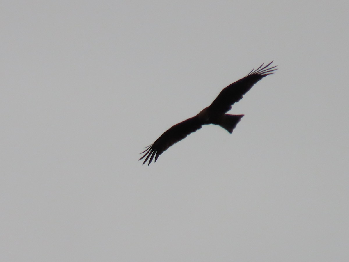 Black Kite - ML642883092