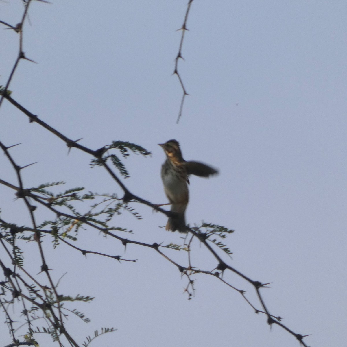 Savannah Sparrow - ML642883094
