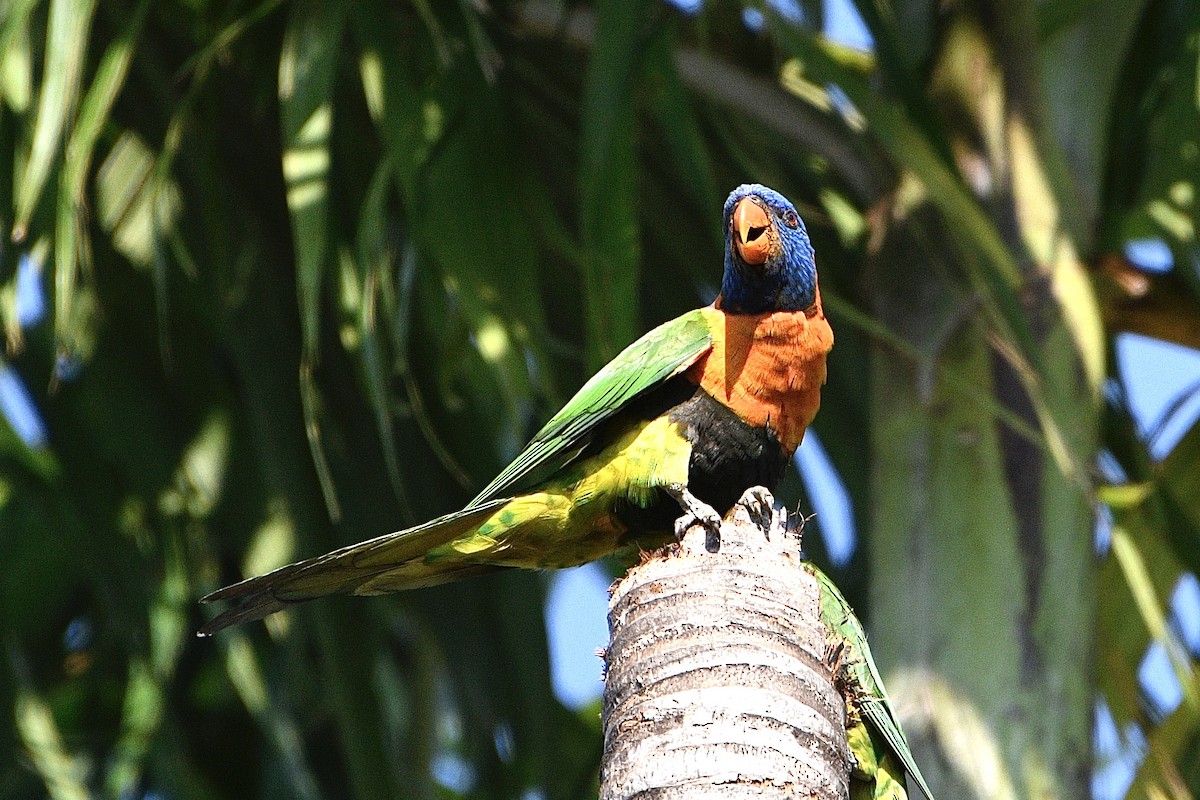 Red-collared Lorikeet - ML642883099