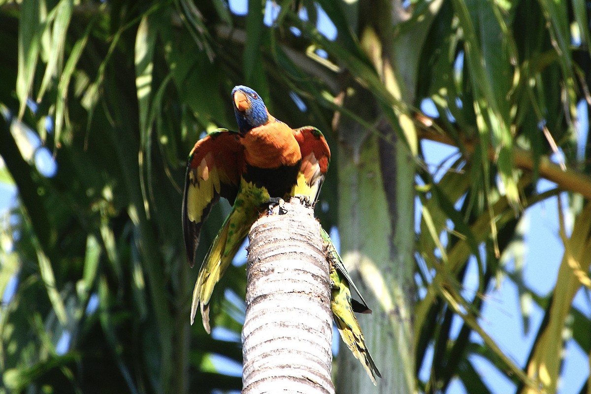 Red-collared Lorikeet - ML642883100