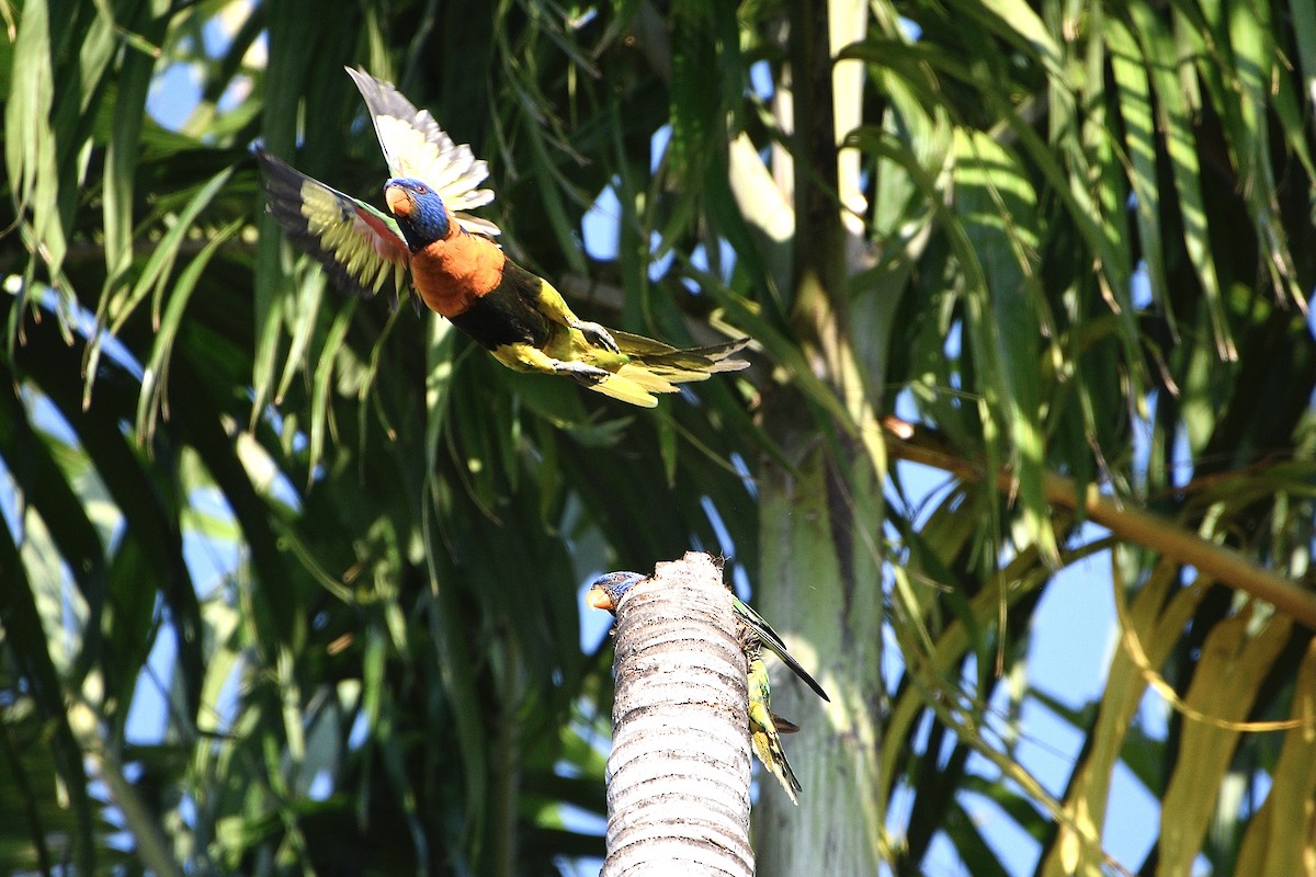 Red-collared Lorikeet - ML642883102