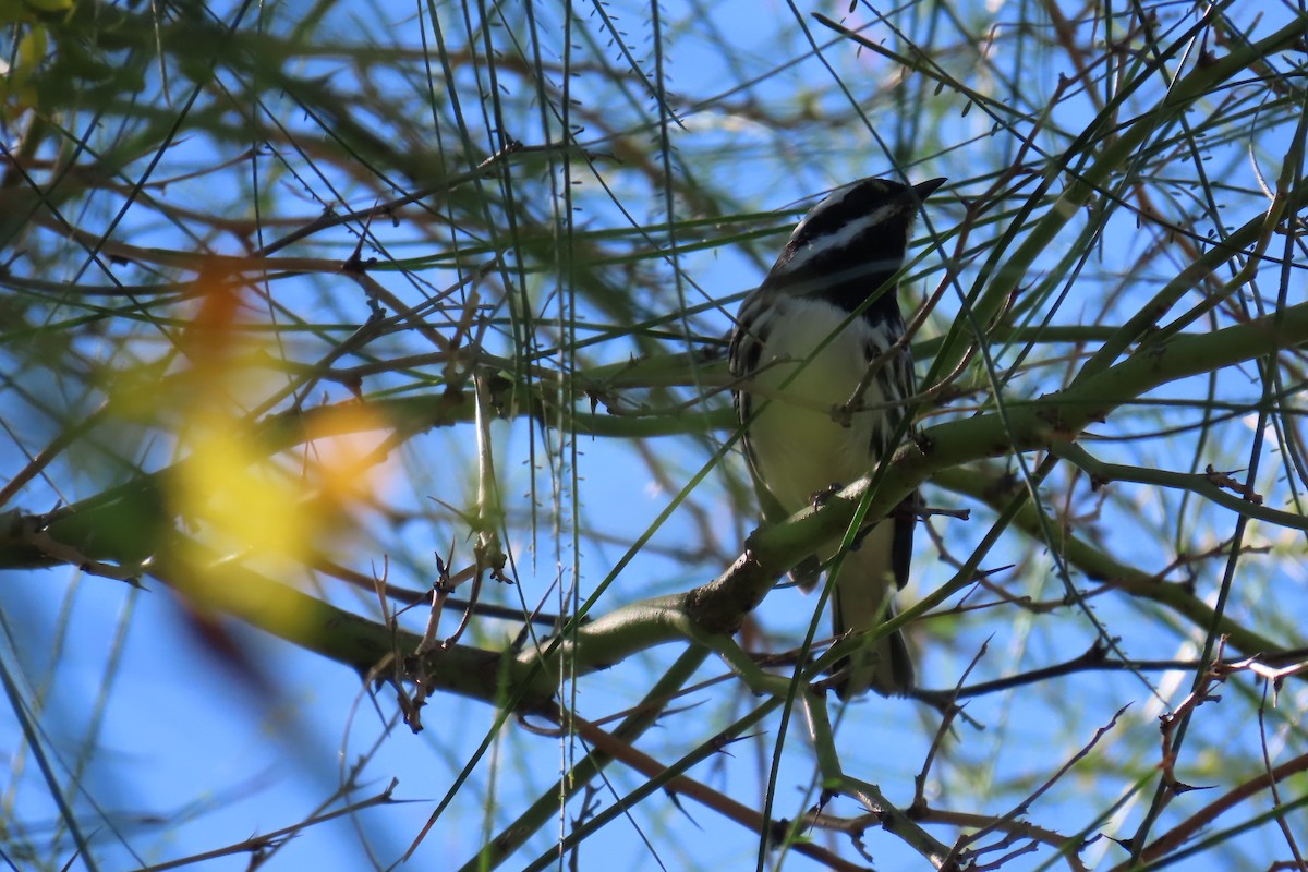 Black-throated Gray Warbler - ML642883120