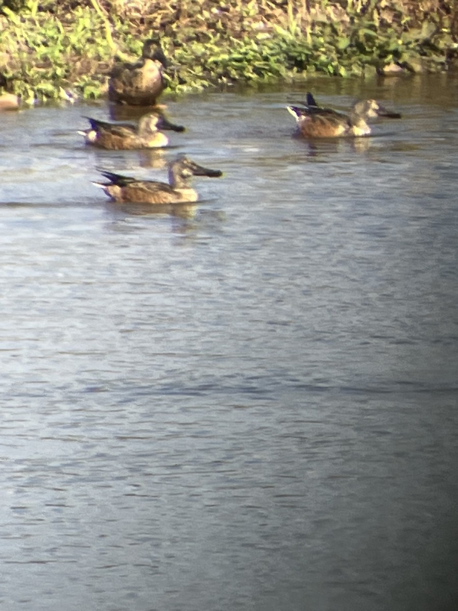 Northern Shoveler - ML642883128