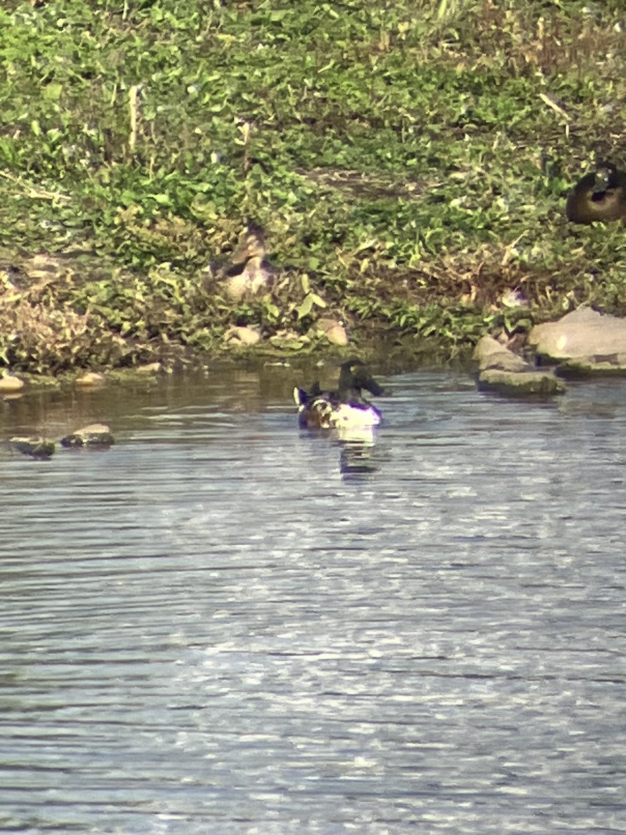 Northern Shoveler - ML642883129