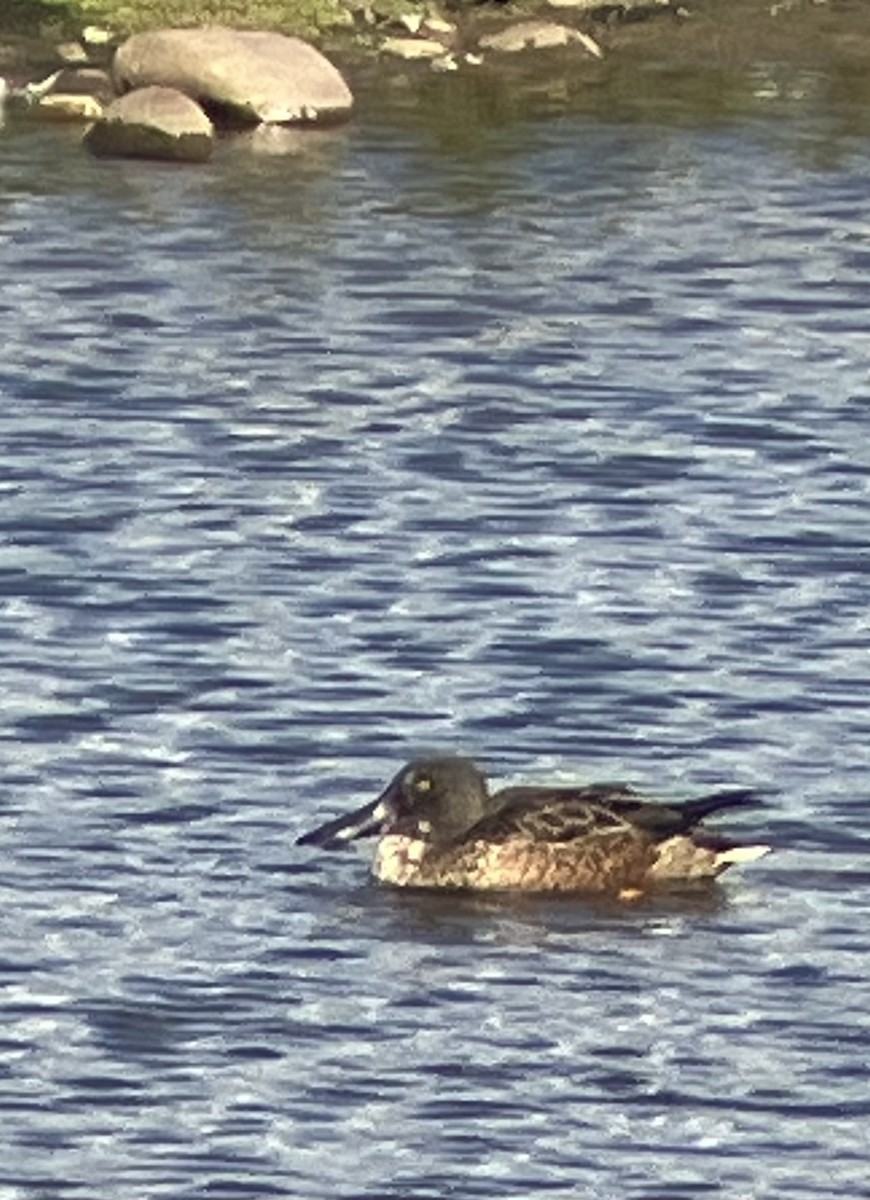 Northern Shoveler - ML642883130