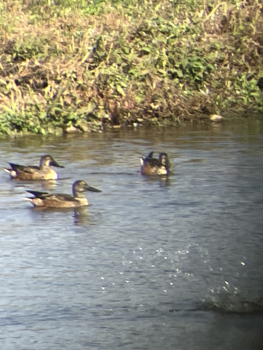 Northern Shoveler - ML642883131