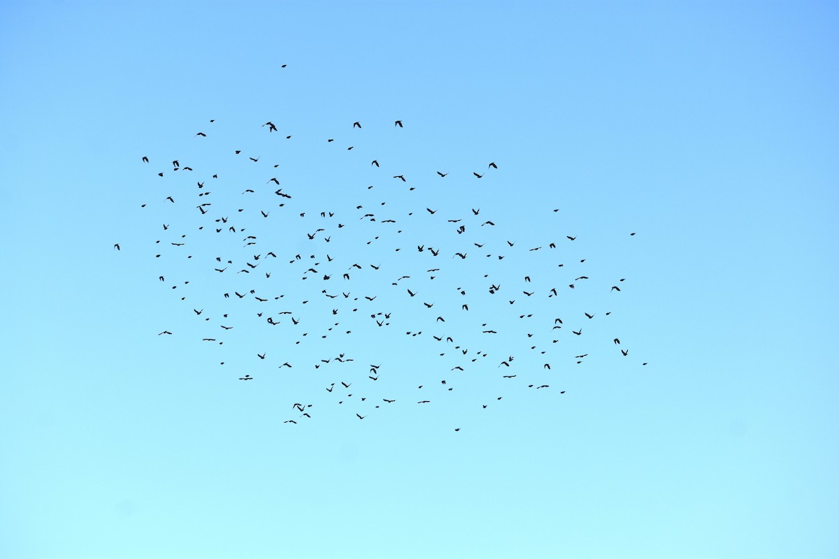 Brown-headed Cowbird - ML642883136