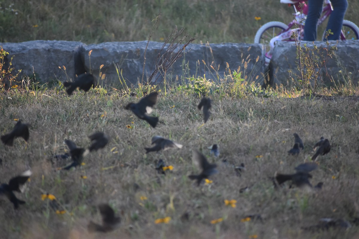 Brown-headed Cowbird - ML642883139