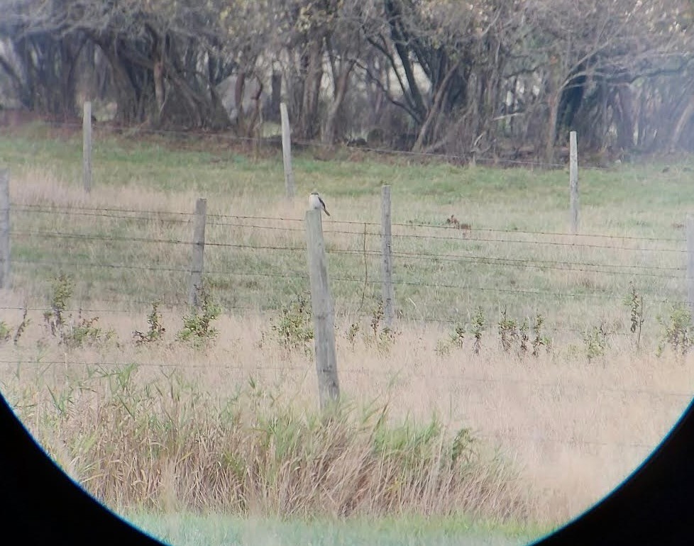 Loggerhead Shrike - ML642883143