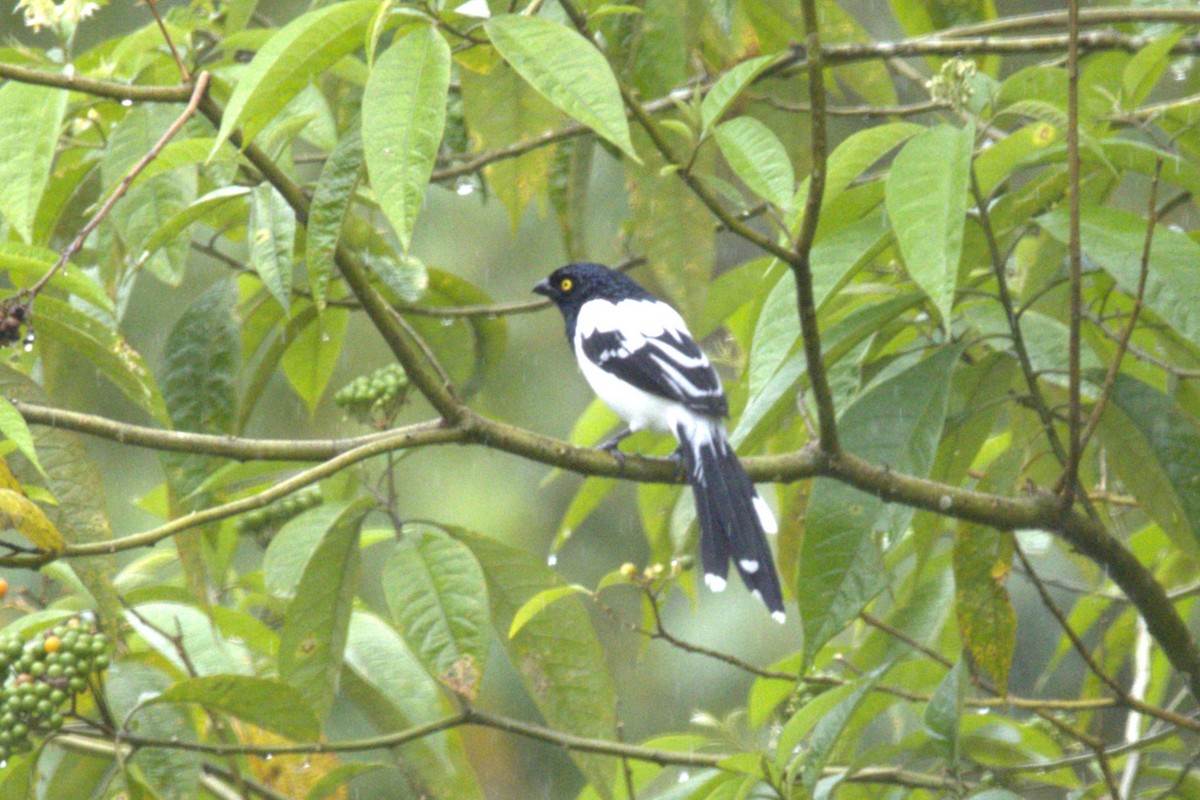 Magpie Tanager - ML642883156
