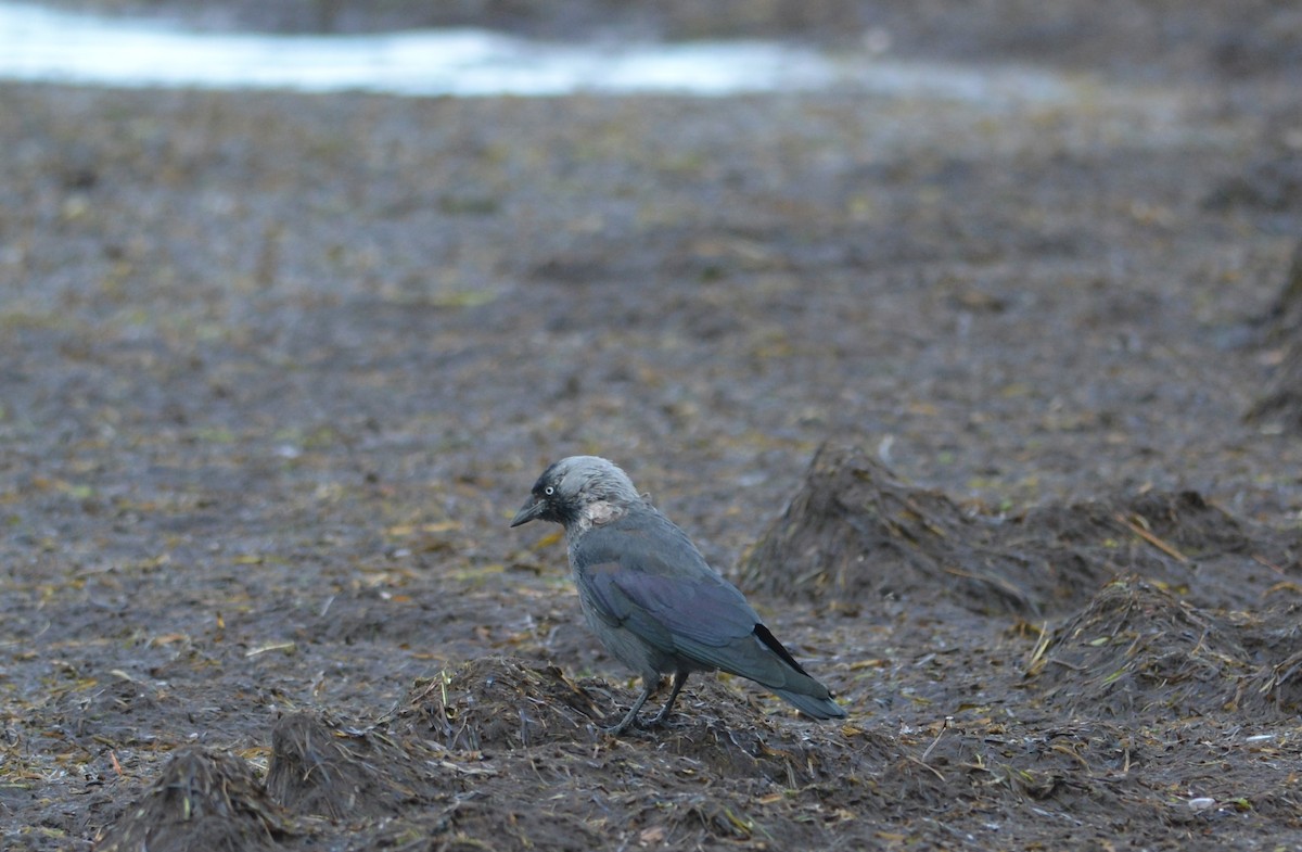 Eurasian Jackdaw - ML642883161