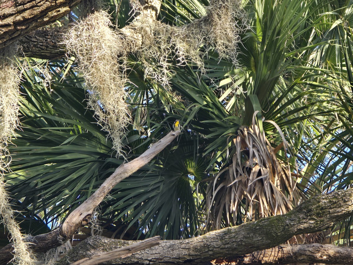 Yellow-throated Warbler - ML642883183