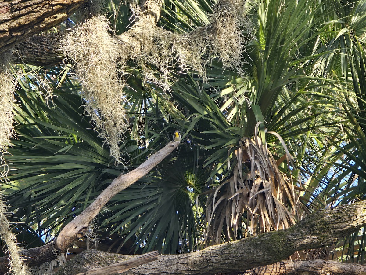 Yellow-throated Warbler - ML642883184