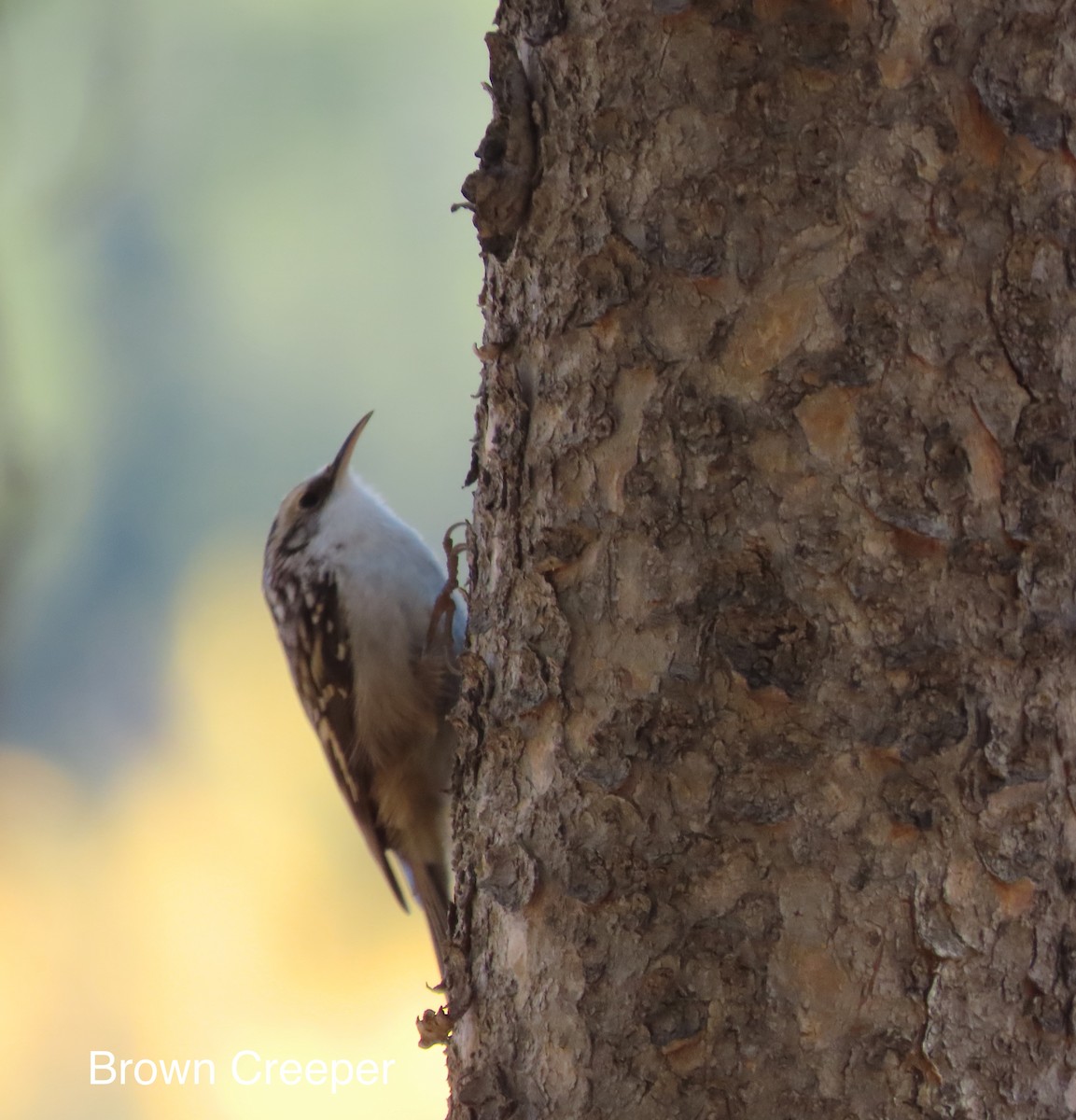 Brown Creeper - ML642883187