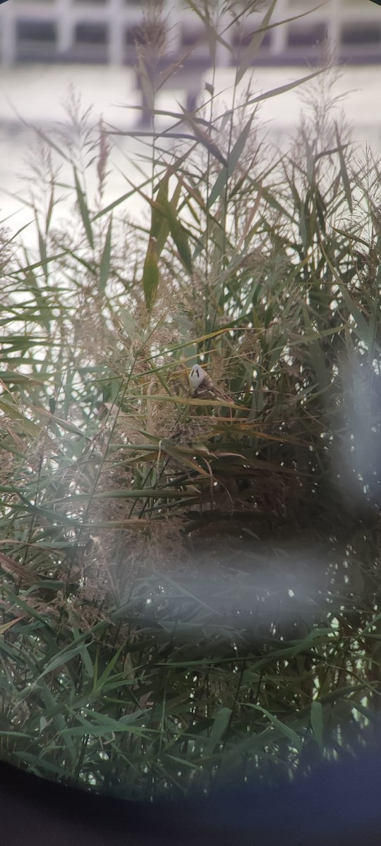 Bearded Reedling - ML642883188