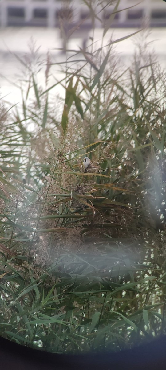 Bearded Reedling - ML642883189