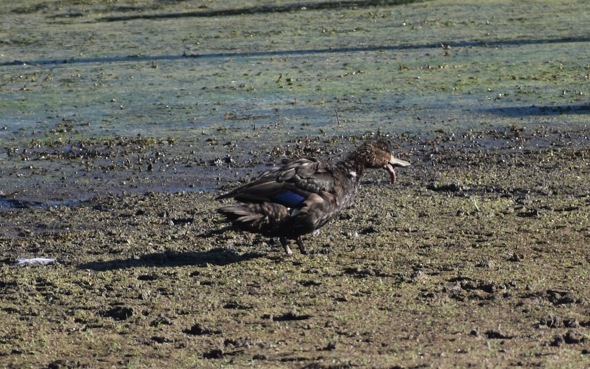 American Black Duck - ML642883192
