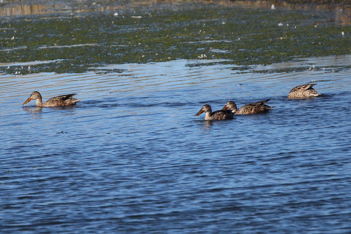 Халбага нугас - ML642883193