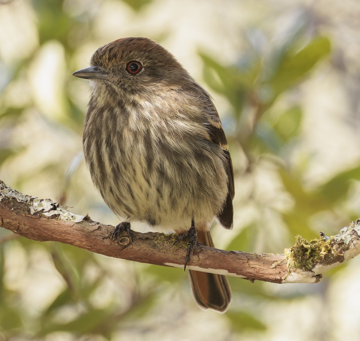 Blue-billed Black-Tyrant - ML642883194