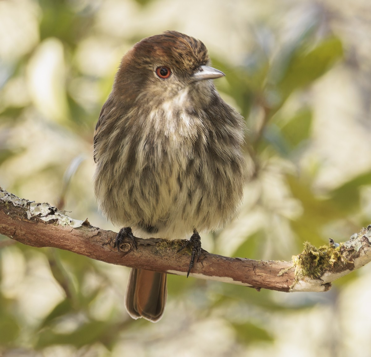 Blue-billed Black-Tyrant - ML642883195