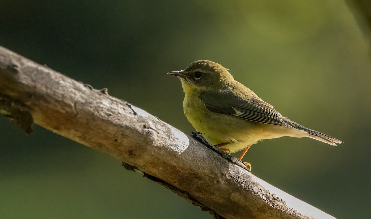 Black-throated Blue Warbler - ML642883201