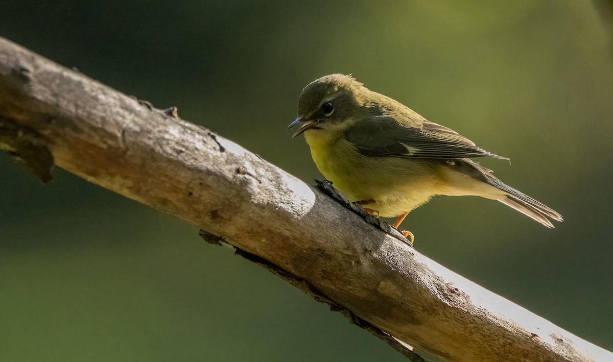Black-throated Blue Warbler - ML642883202